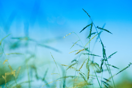 Preview Save to a lightbox  Find Similar Images  Share Stock Photo: Green Grass with blue sky backgroundの写真素材