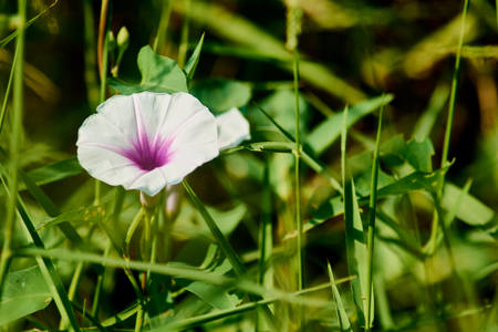 White and Purple Morning Glory Flowerの写真素材