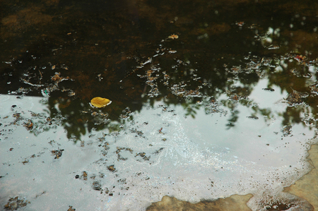 Water reflection/ Spectacular Reflection /Tree, Leaf and natureの写真素材