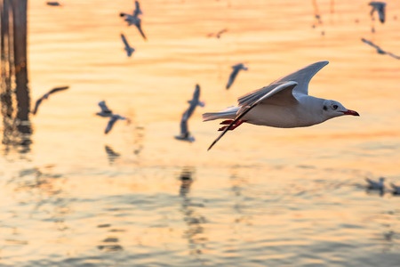 Seagull flying with its flock over wetland during sunset