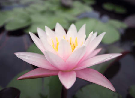 Beautiful lotus flower, lily waterの写真素材