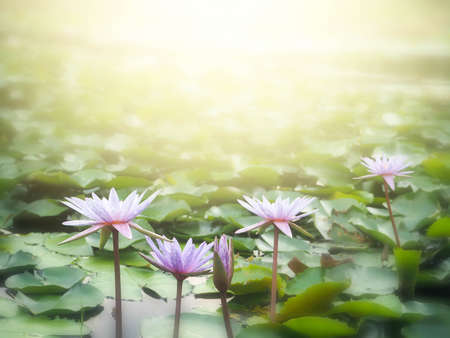 Beautiful lotus flower, lily water の写真素材