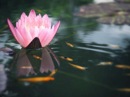 Beautiful lotus flower, lily water の写真素材