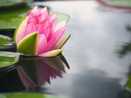Beautiful lotus flower, lily waterの写真素材