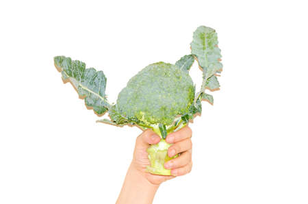 hand holding broccoli isolated on white backgroundの写真素材