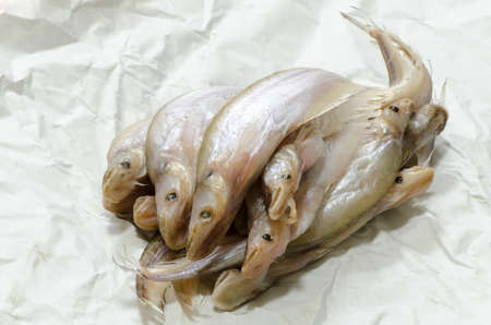 Stack Belodontichthys truncatus drying process in Thailandの写真素材