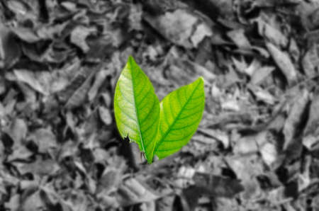 Two green leaves on gray ash looks depressed