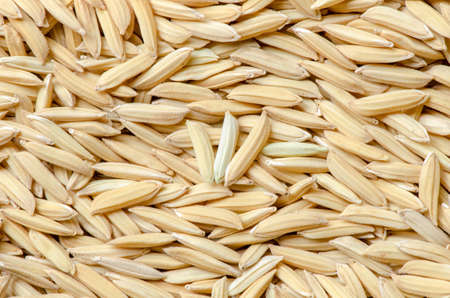 Rice paddyの写真素材