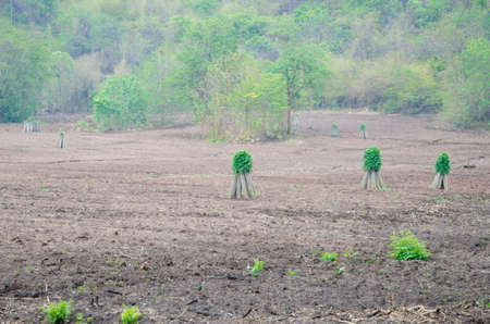 start cultivation Cassava or manioc plant fieldの写真素材