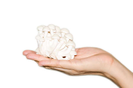 hand hold mushroom white shimeji isolated on white backgroundの写真素材