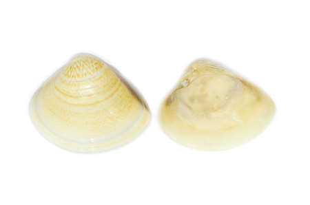 enamel venus shells isolated on white background
