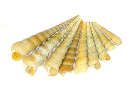 tower screw shells isolated on white background