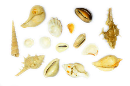 sea shells isolated on white background