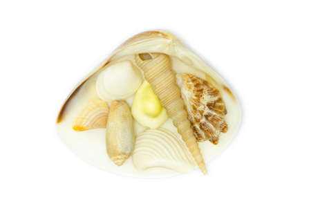 sea shells overlap isolated on white background