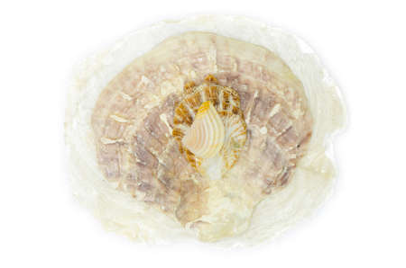 sea shells overlap isolated on white background