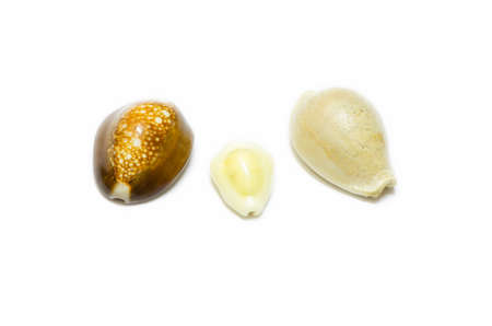 three cowrie shell isolated on white background