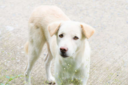 white dog looking you with grass flowers