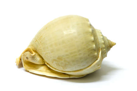 conch shell isolated on white background