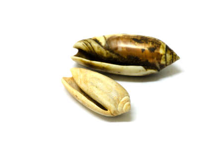 old cone shells isolated on white background