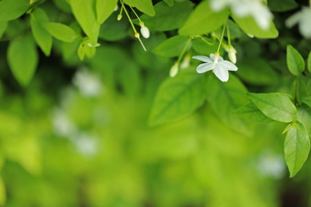 White water jasmine flower with blurred nature backgroundの写真素材