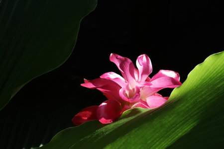 Curcuma sessilis flowers and leaves with dark backgroundの写真素材
