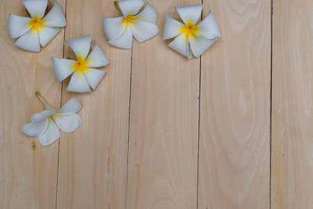 frangipani flower on plankの写真素材