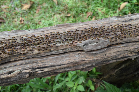 termite eat wood walk in line
