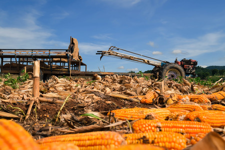 maize in farmのeditorial素材