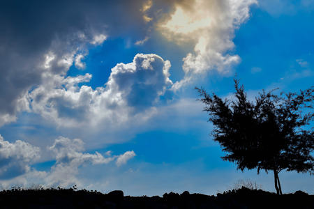 one tree sun and skyの写真素材
