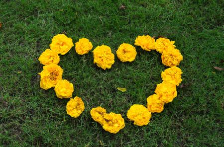 yellow flower and green grass
