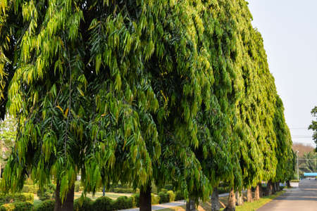 green treeの写真素材