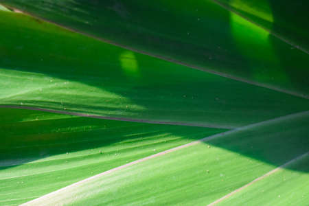 green leaf