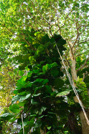 Trees in the park