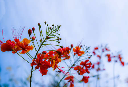 red guppy flower tropical flowerの写真素材