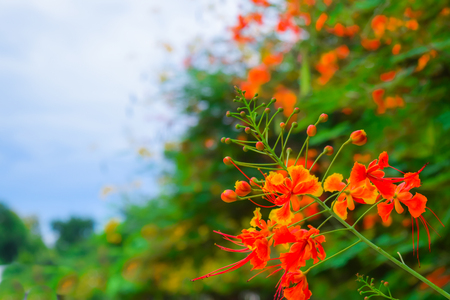 red guppy flower tropical flowerの写真素材