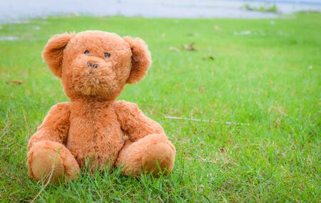 teddy bear on green grassの写真素材