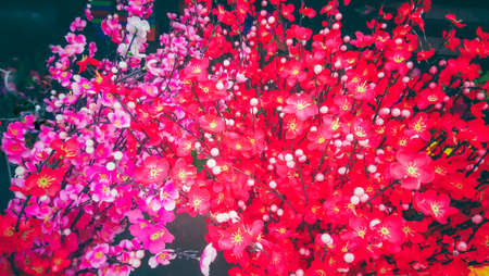 sakura flowerの写真素材