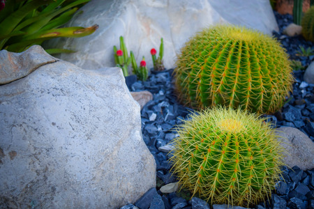 cactusの写真素材