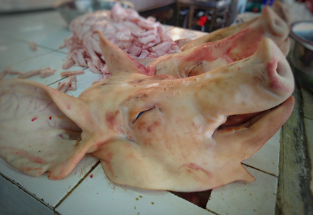 pig head of cutの写真素材