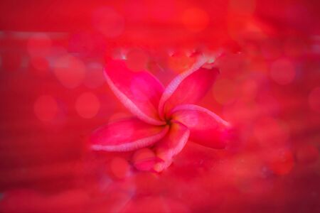 red flower red background blurの写真素材