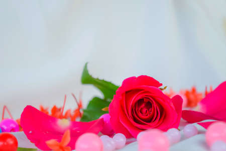 red roses on white backgroundの写真素材