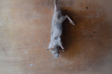 Dead rat on backgroundの写真素材
