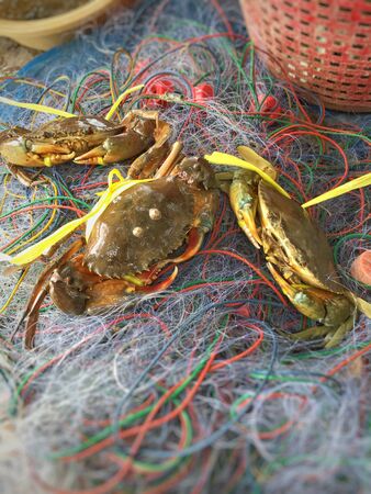 Crab on netの写真素材