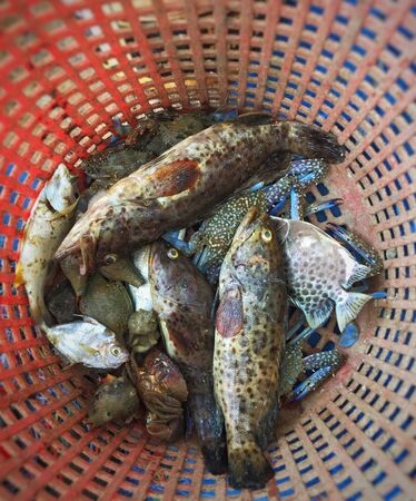 Fish in basket