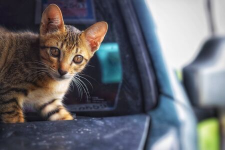 portrait cute cat on carの写真素材