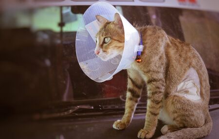 sick cat with cone collarの写真素材