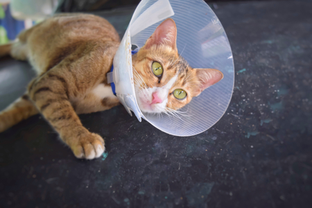 sick cat with cone collarの写真素材