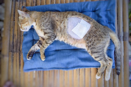 sick catの写真素材