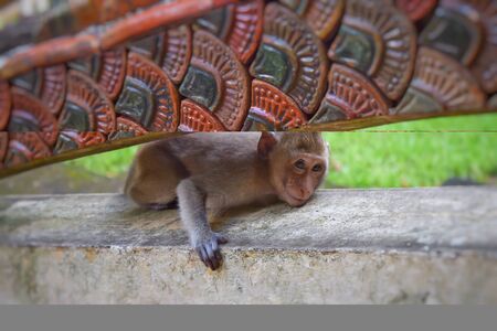 Monkey on wall