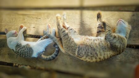 Sleeping cat